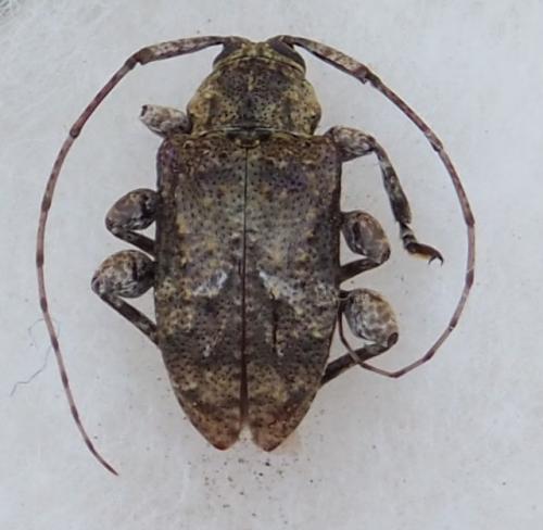 Réf. 241 360 : Leptostylus gibbus